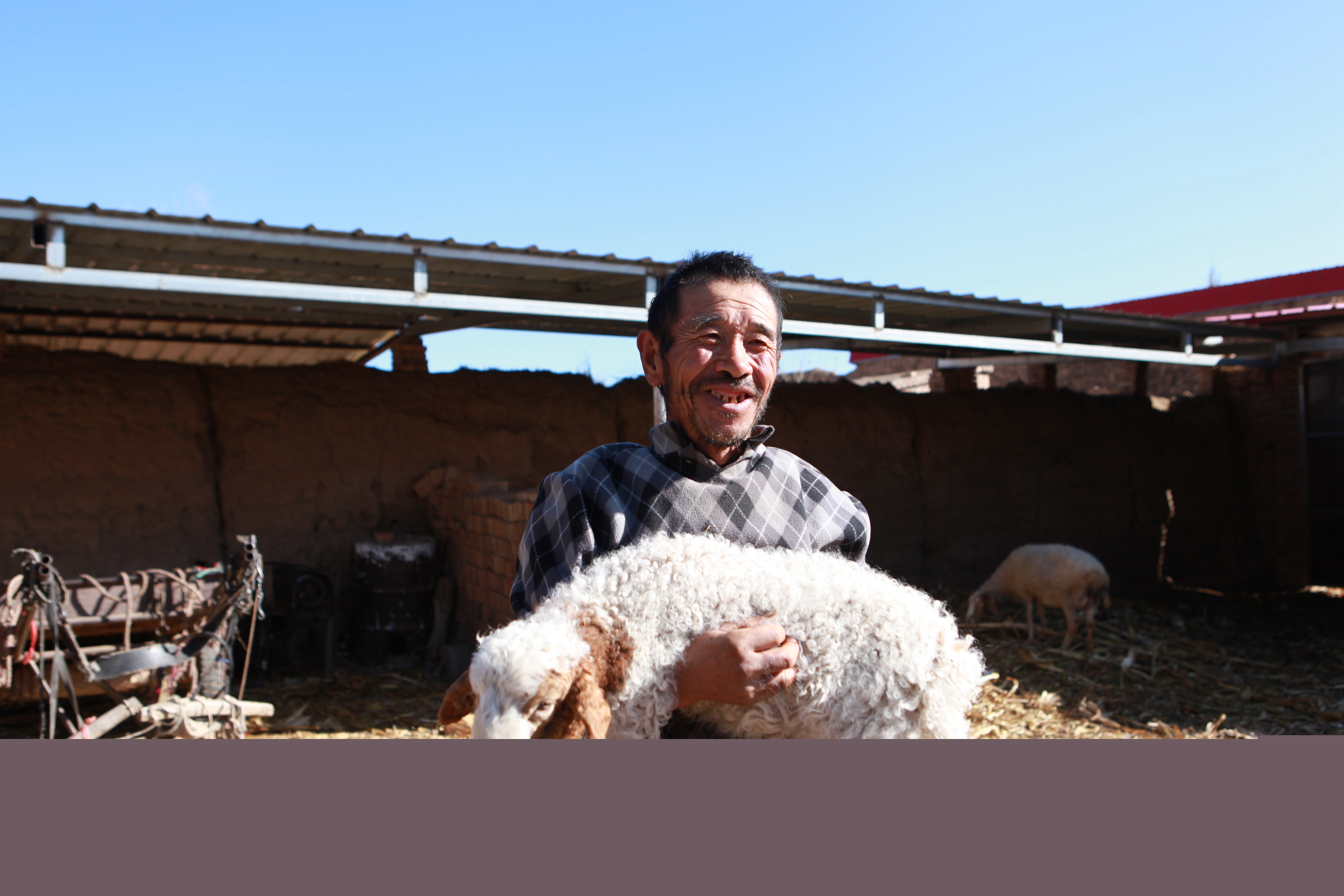 1731311457278041090.jpg 養殖羊給村民帶來新收入。趙菊芳攝。_副本.jpg